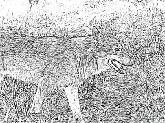 kojot Kolorowanki Do Druku